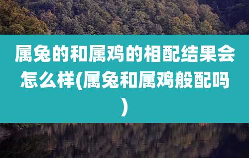 属兔的和属鸡的相配结果会怎么样(属兔和属鸡般配吗)