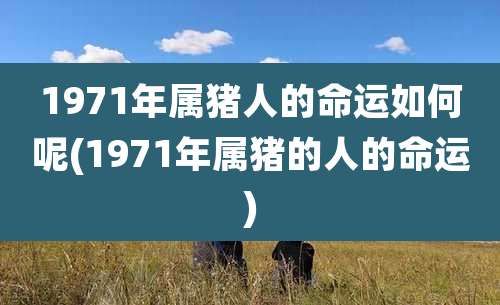 1971年属猪人的命运如何呢(1971年属猪的人的命运)