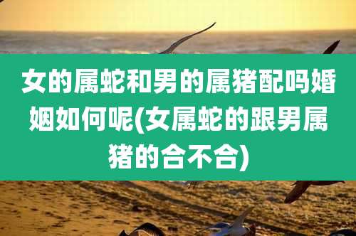 女的属蛇和男的属猪配吗婚姻如何呢(女属蛇的跟男属猪的合不合)