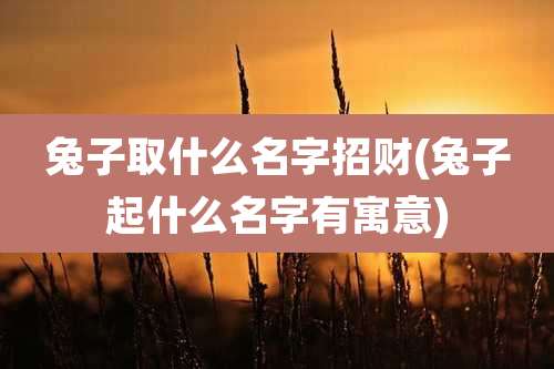 兔子取什么名字招财(兔子起什么名字有寓意)