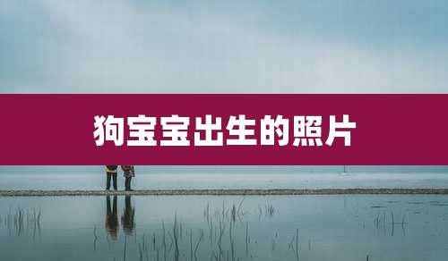 狗宝宝出生的照片