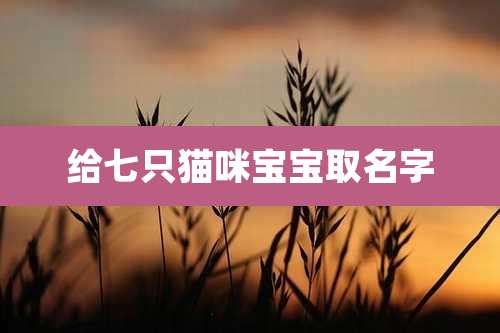 给七只猫咪宝宝取名字