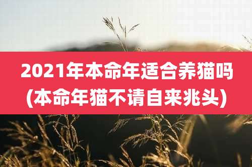 2021年本命年适合养猫吗(本命年猫不请自来兆头)