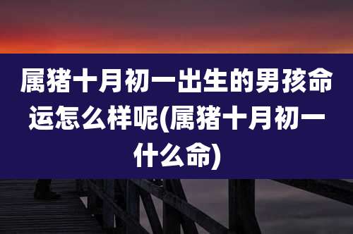 属猪十月初一出生的男孩命运怎么样呢(属猪十月初一什么命)