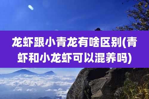 龙虾跟小青龙有啥区别(青虾和小龙虾可以混养吗)