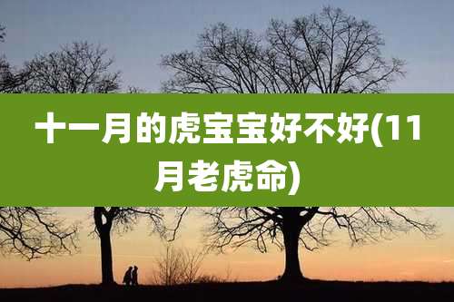十一月的虎宝宝好不好(11月老虎命)