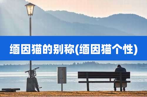 缅因猫的别称(缅因猫个性)