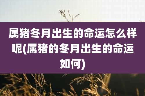 属猪冬月出生的命运怎么样呢(属猪的冬月出生的命运如何)