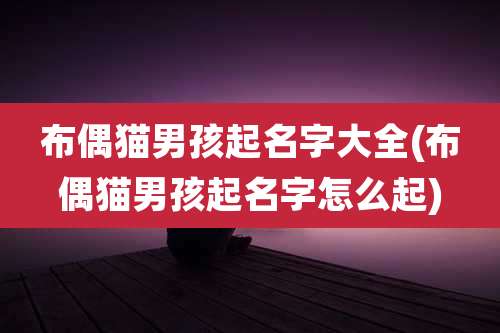 布偶猫男孩起名字大全(布偶猫男孩起名字怎么起)