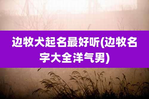 边牧犬起名最好听(边牧名字大全洋气男)