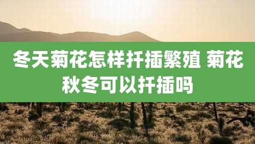 冬天菊花怎样扦插繁殖 菊花秋冬可以扦插吗