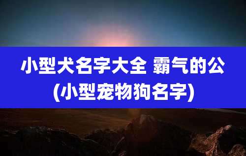 小型犬名字大全 霸气的公(小型宠物狗名字)
