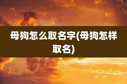 母狗怎么取名字(母狗怎样取名)