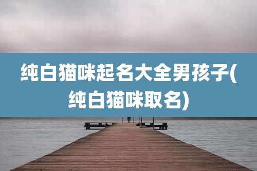 纯白猫咪起名大全男孩子(纯白猫咪取名)