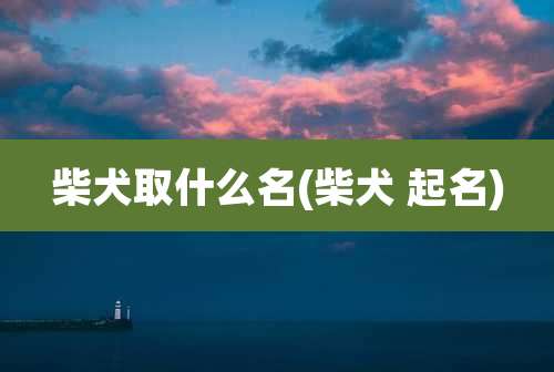 柴犬取什么名(柴犬 起名)