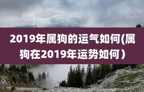 2019年属狗的运气如何(属狗在2019年运势如何）
