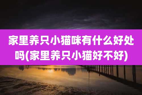 家里养只小猫咪有什么好处吗(家里养只小猫好不好)