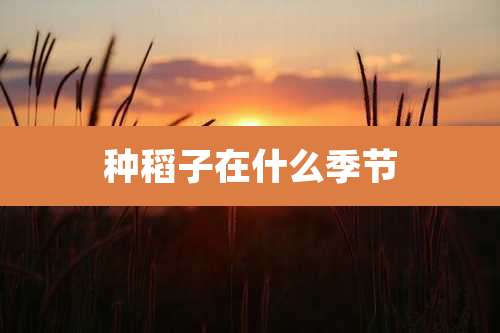 种稻子在什么季节