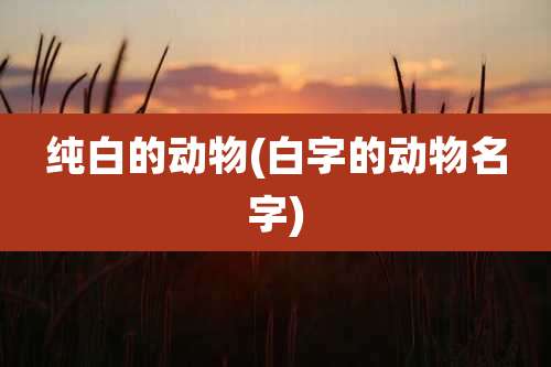 纯白的动物(白字的动物名字)