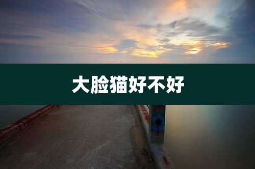 大脸猫好不好