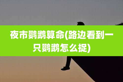 夜市鹦鹉算命(路边看到一只鹦鹉怎么捉)