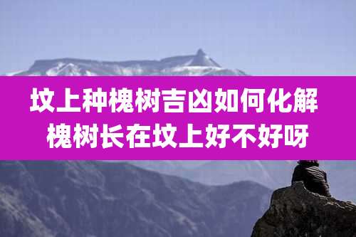 坟上种槐树吉凶如何化解 槐树长在坟上好不好呀