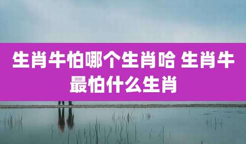 生肖牛怕哪个生肖哈 生肖牛最怕什么生肖