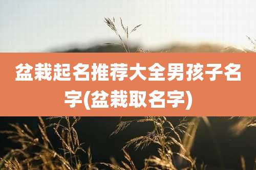 盆栽起名推荐大全男孩子名字(盆栽取名字)