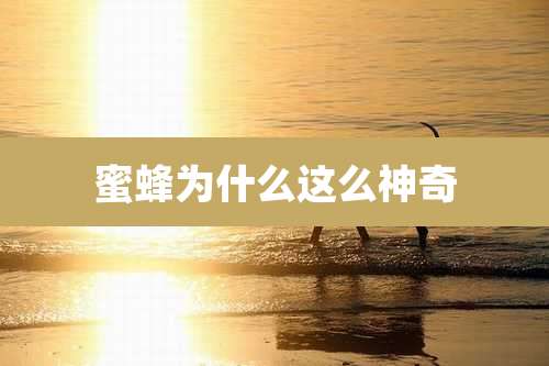 蜜蜂为什么这么神奇