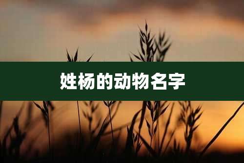 姓杨的动物名字