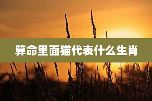 算命里面猫代表什么生肖