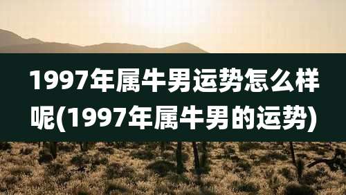 1997年属牛男运势怎么样呢(1997年属牛男的运势)