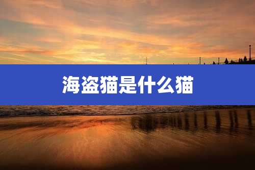 海盗猫是什么猫