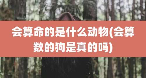 会算命的是什么动物(会算数的狗是真的吗)