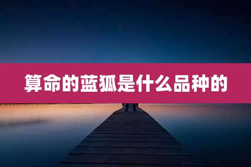 算命的蓝狐是什么品种的