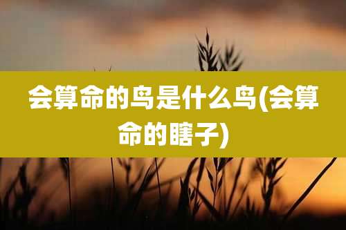 会算命的鸟是什么鸟(会算命的瞎子)