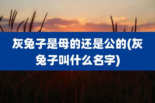 灰兔子是母的还是公的(灰兔子叫什么名字)