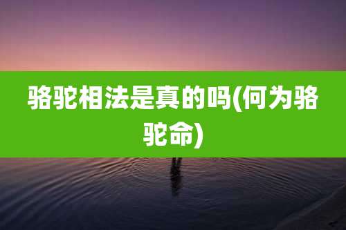 骆驼相法是真的吗(何为骆驼命)