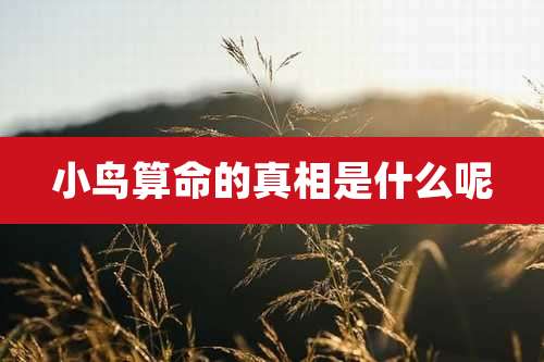 小鸟算命的真相是什么呢