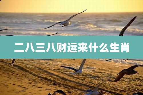 二八三八财运来什么生肖