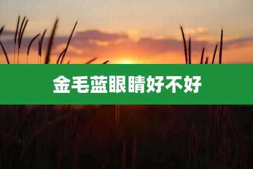金毛蓝眼睛好不好