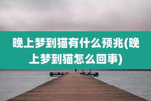 晚上梦到猫有什么预兆(晚上梦到猫怎么回事)