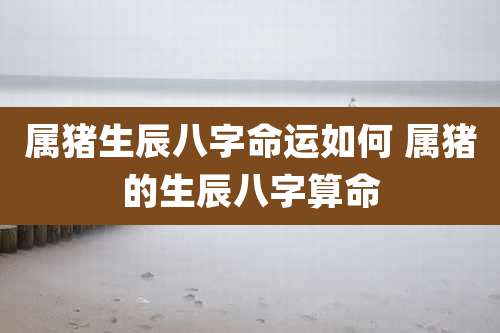 属猪生辰八字命运如何 属猪的生辰八字算命