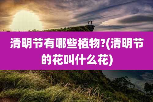 清明节有哪些植物?(清明节的花叫什么花)