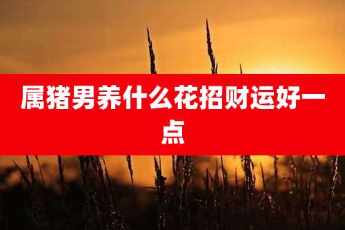 属猪男养什么花招财运好一点