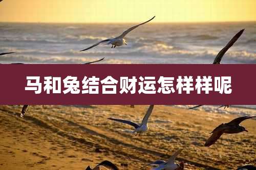 马和兔结合财运怎样样呢
