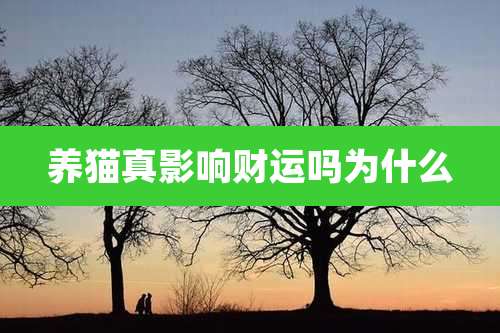 养猫真影响财运吗为什么