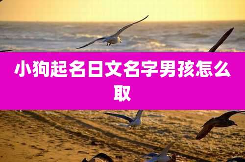 小狗起名日文名字男孩怎么取