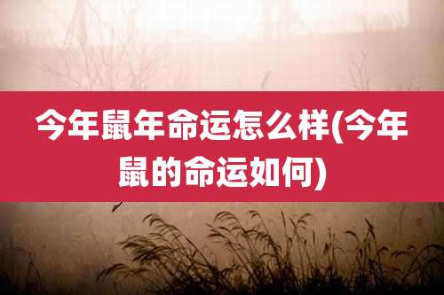 今年鼠年命运怎么样(今年鼠的命运如何)