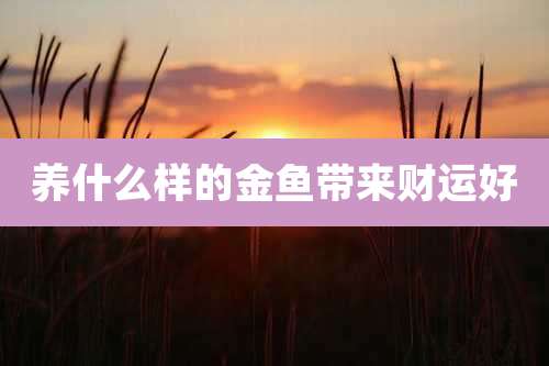 养什么样的金鱼带来财运好